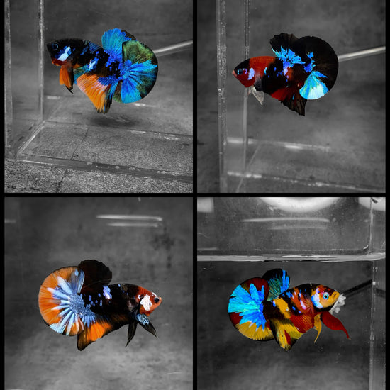 Koi Betta Fish