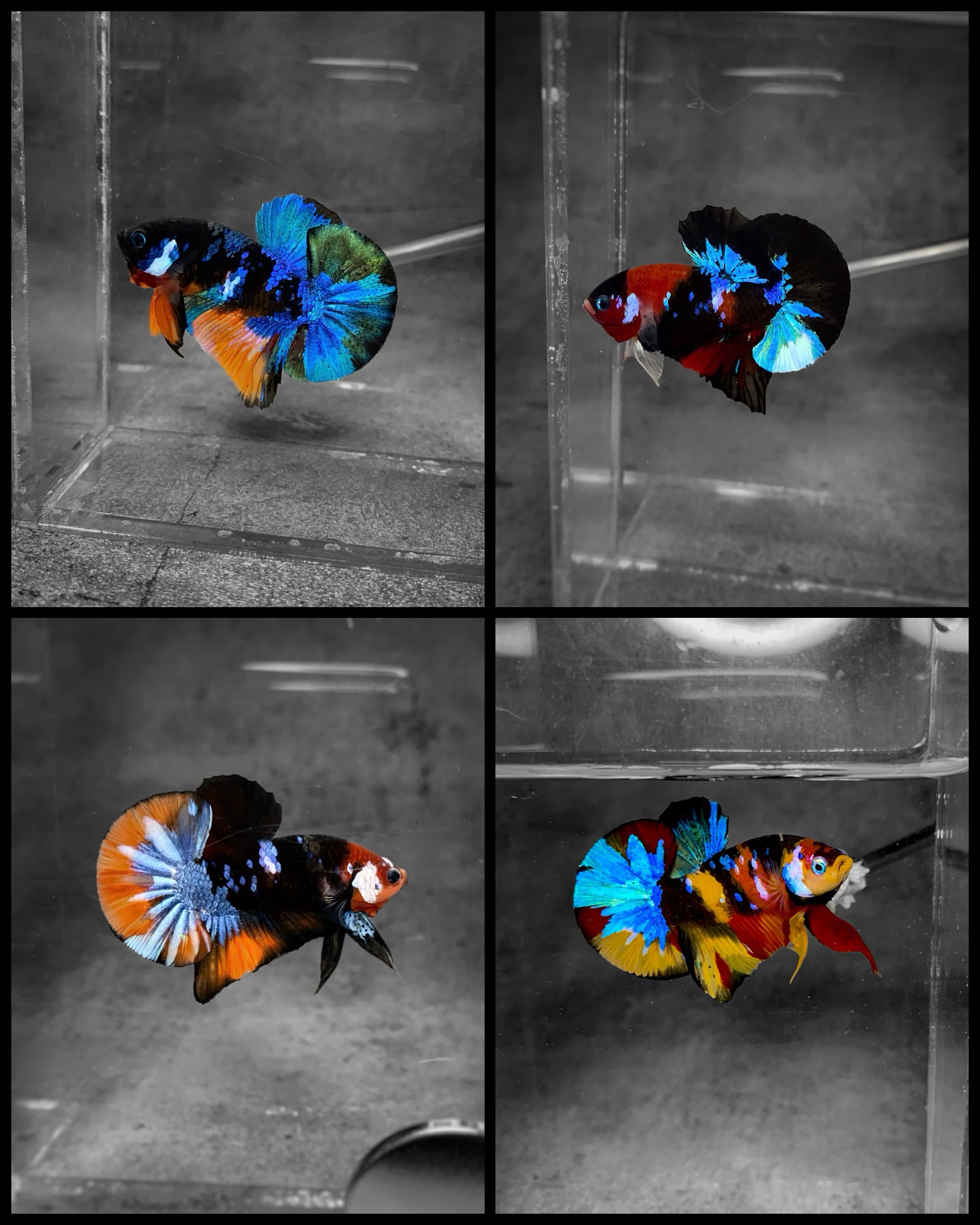 Koi Betta Fish