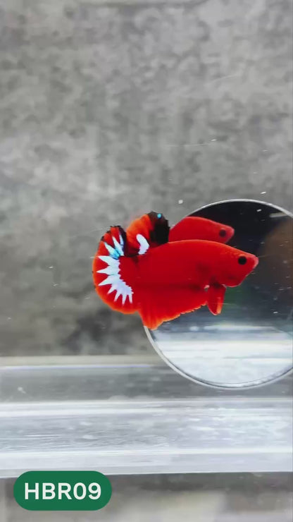 Hellboy Plakat Male Betta Fish | Order Directly From Farm | You Pick Fish