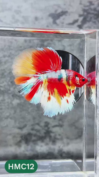 Nemo Halfmoon Male Betta Fish | Order Directly From Farm | You Pick Fish