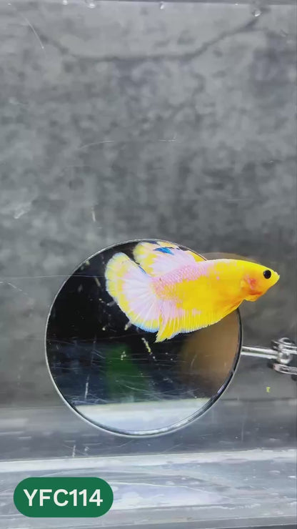 Yellow Fancy Male Betta Fish | Order Directly From Farm | You Pick Fish