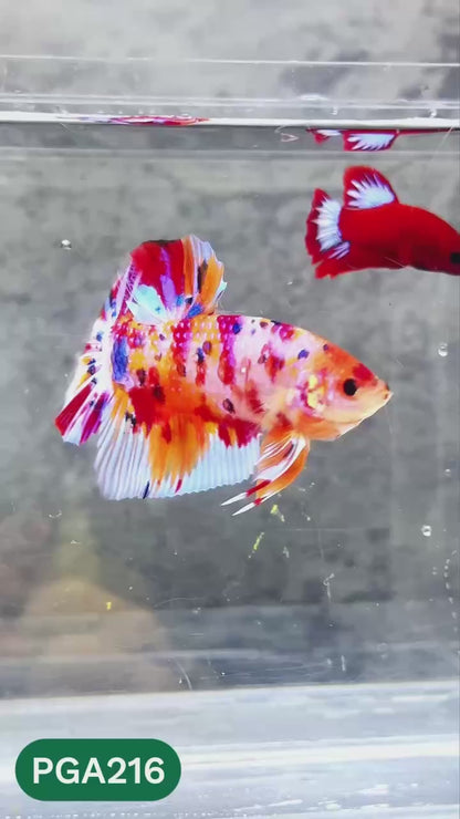King Giant Plakat Male Betta Fish | You Pick Fish | High Grade