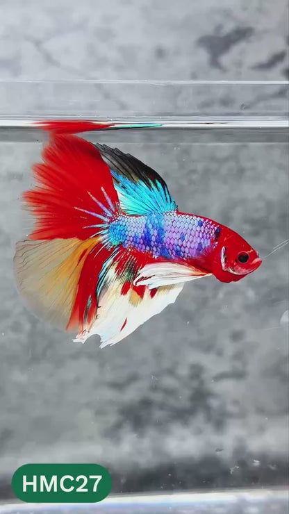 Nemo Halfmoon Male Betta Fish | Order Directly From Farm | You Pick Fish