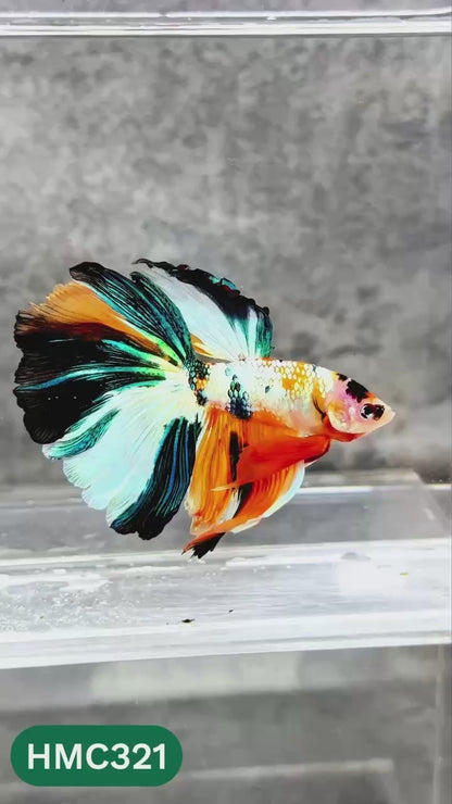 Multicolor Halfmoon Male Betta Fish | High Grade | Order Directly From Farm |  You Pick Fish |