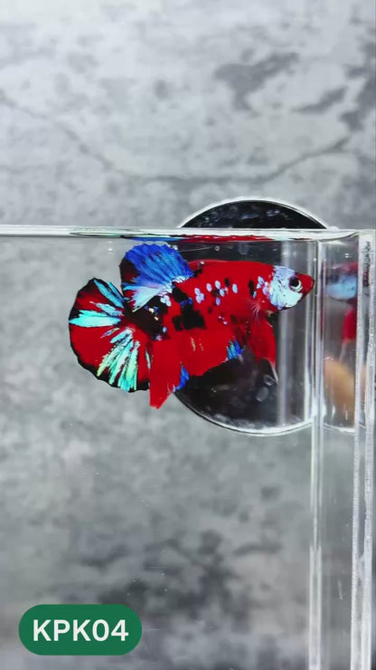 Multicolor Plakat Male Betta Fish |Show Grade|  You Pick Fish