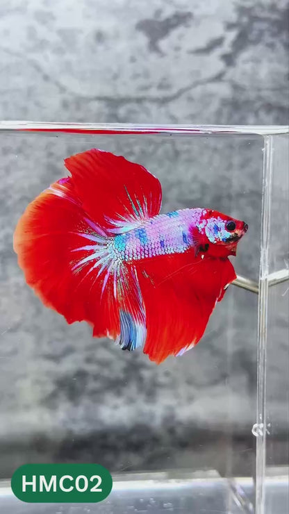 Nemo Halfmoon Male Betta Fish | Order Directly From Farm | You Pick Fish