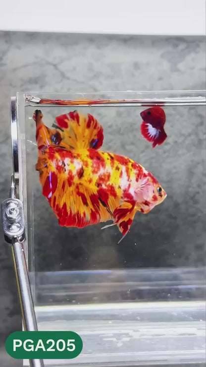 King Giant Plakat Male Betta Fish | You Pick Fish | High Grade