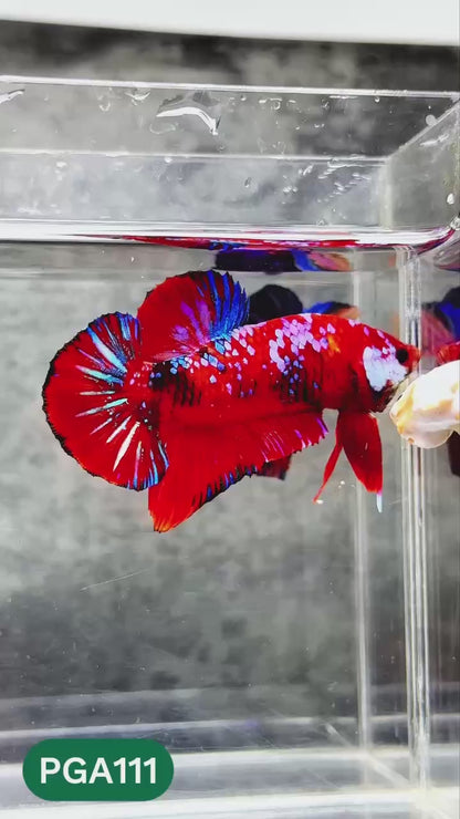 King Giant Plakat Male Betta Fish | You Pick Fish | High Grade