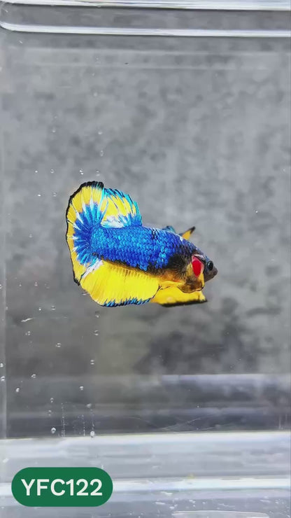 Yellow Fancy Male Betta Fish | Order Directly From Farm | You Pick Fish