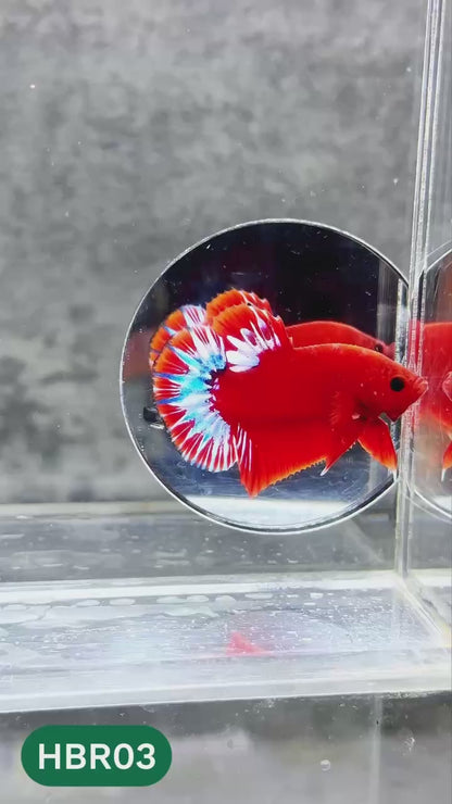 Hellboy Plakat Male Betta Fish | Order Directly From Farm | You Pick Fish