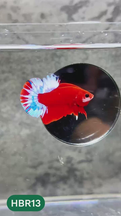 Hellboy Plakat Male Betta Fish | Order Directly From Farm | You Pick Fish