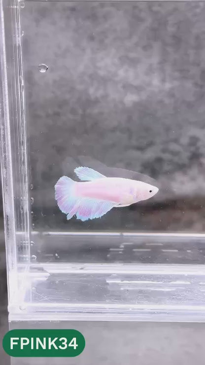 Pink Sakura Halfmoon Female Betta Fish | You Pick Fish