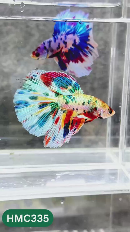 Multicolor Halfmoon Male Betta Fish | High Grade | Order Directly From Farm |  You Pick Fish |