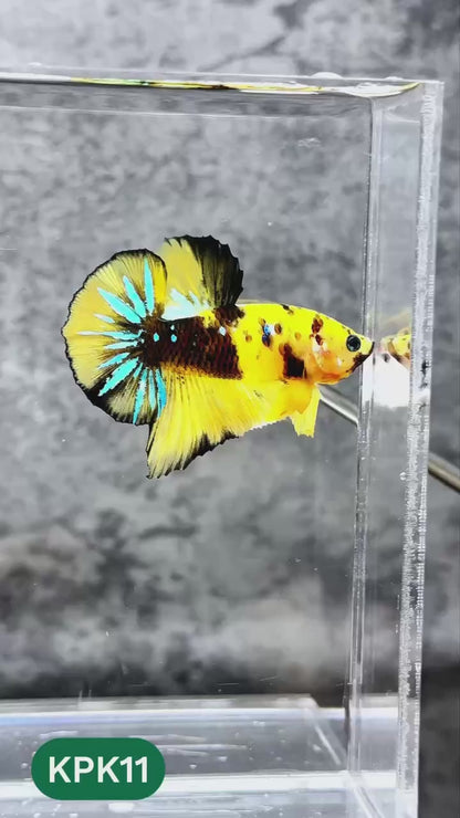 Multicolor Plakat Male Betta Fish |Show Grade|  You Pick Fish
