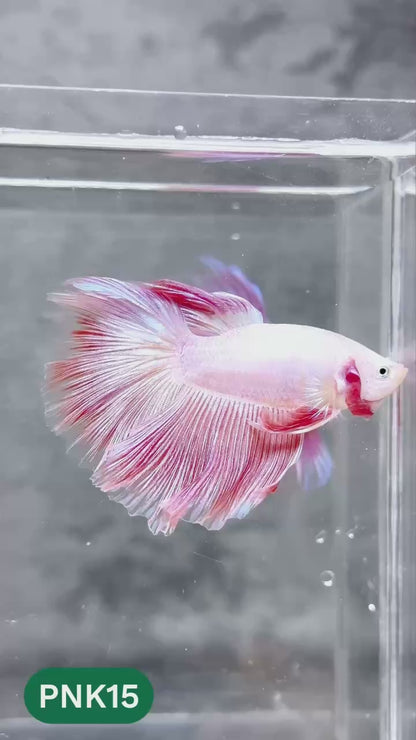 Pink Halfmoon Male Betta Fish | You Pick Fish | Order Directly From Farm