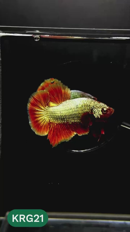 Koi Red Gold Galaxy Plakat Male Betta Fish | You Pick Fish