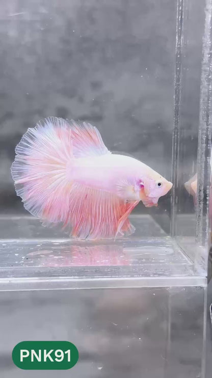 Pink Halfmoon Male Betta Fish | You Pick Fish | Order Directly From Farm