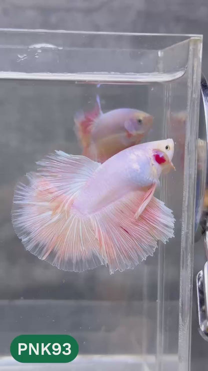 Pink Halfmoon Male Betta Fish | You Pick Fish | Order Directly From Farm