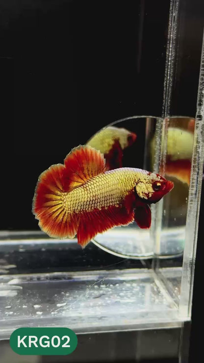 Koi Red Gold Galaxy Plakat Male Betta Fish | You Pick Fish