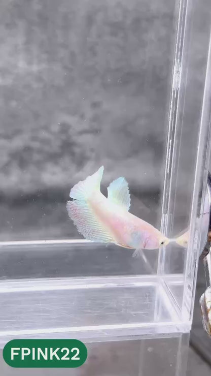 Pink Sakura Halfmoon Female Betta Fish | You Pick Fish
