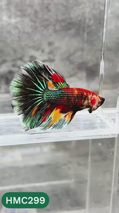 Multicolor Halfmoon Male Betta Fish | High Grade | Order Directly From Farm |  You Pick Fish |