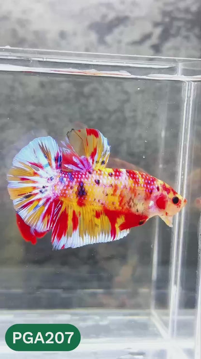 King Giant Plakat Male Betta Fish | You Pick Fish | High Grade