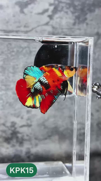 Multicolor Plakat Male Betta Fish |Show Grade|  You Pick Fish