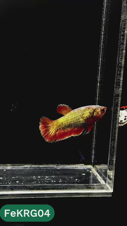 Koi Red Gold Female Betta Fish | You Pick Fish | High Grade