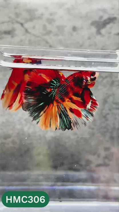 Multicolor Halfmoon Male Betta Fish | High Grade | Order Directly From Farm |  You Pick Fish |