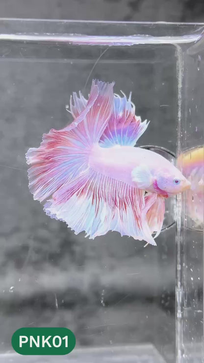 Pink Halfmoon Male Betta Fish | You Pick Fish | Order Directly From Farm