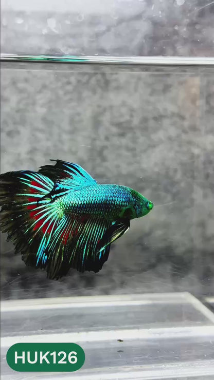 Black Hulk Halfmoon Male Betta Fish | You Pick Fish