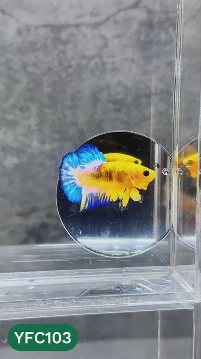 Yellow Fancy Male Betta Fish | Order Directly From Farm | You Pick Fish