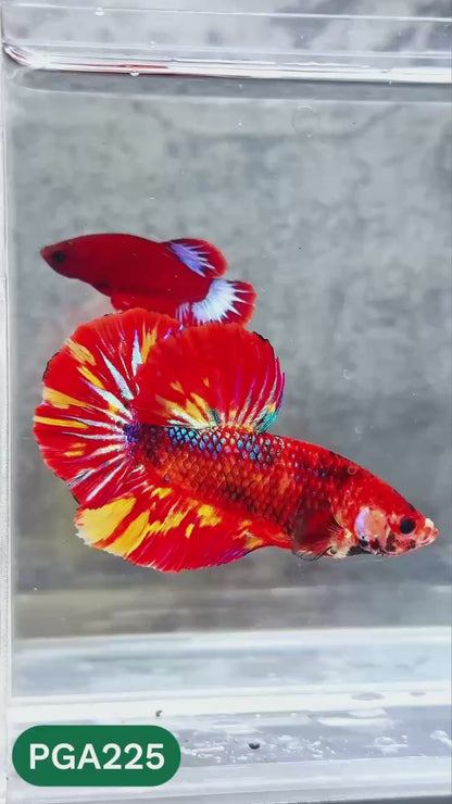 King Giant Plakat Male Betta Fish | You Pick Fish | High Grade