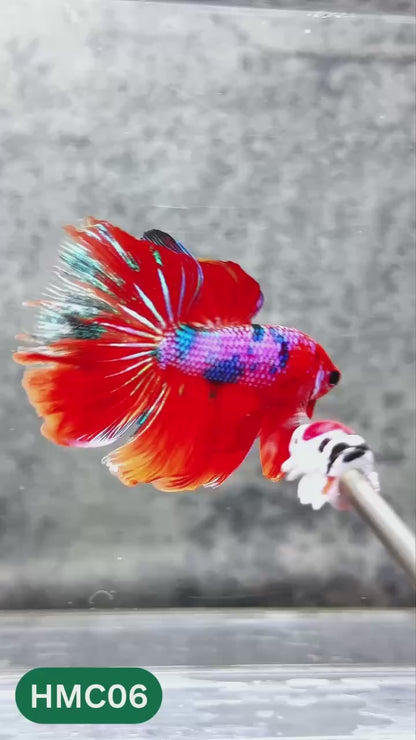 Nemo Halfmoon Male Betta Fish | Order Directly From Farm | You Pick Fish
