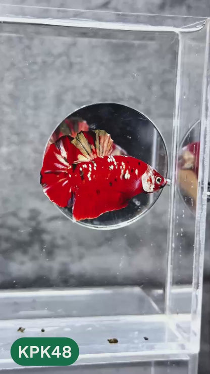 Multicolor Plakat Male Betta Fish |Show Grade|  You Pick Fish