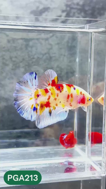 King Giant Plakat Male Betta Fish | You Pick Fish | High Grade
