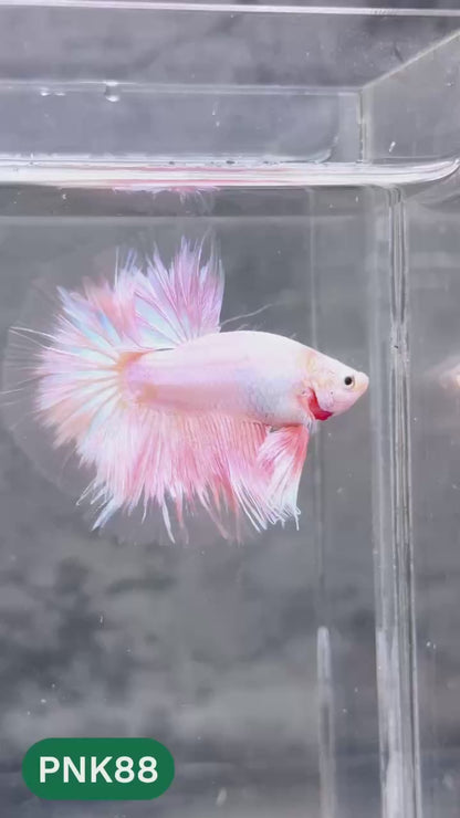 Pink Halfmoon Male Betta Fish | You Pick Fish | Order Directly From Farm