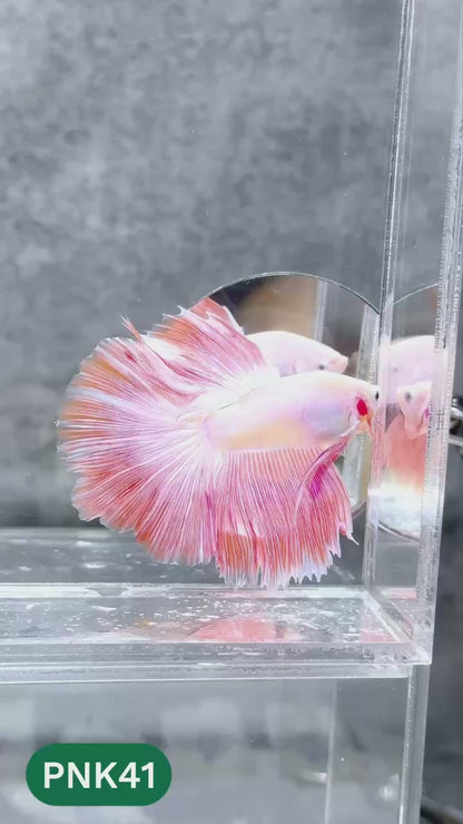Pink Halfmoon Male Betta Fish | You Pick Fish | Order Directly From Farm