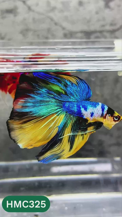 Multicolor Halfmoon Male Betta Fish | High Grade | Order Directly From Farm |  You Pick Fish |