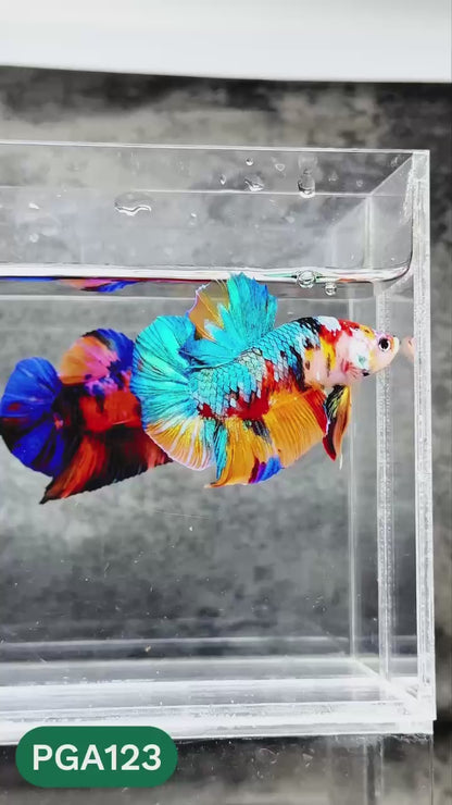 King Giant Plakat Male Betta Fish | You Pick Fish | High Grade