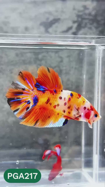 King Giant Plakat Male Betta Fish | You Pick Fish | High Grade