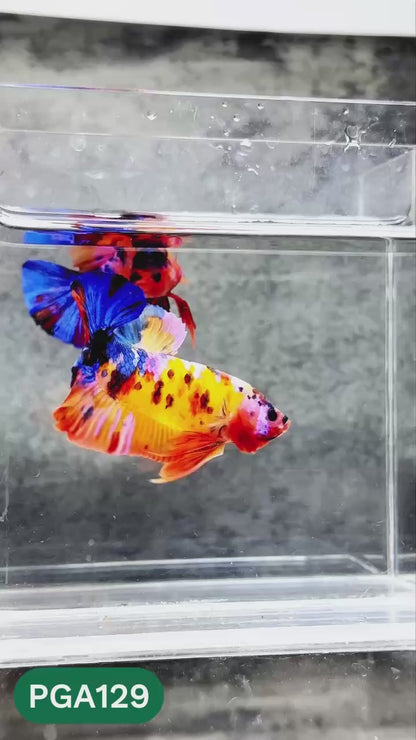 King Giant Plakat Male Betta Fish | You Pick Fish | High Grade