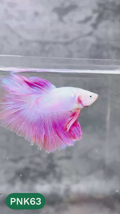 Pink Halfmoon Male Betta Fish | You Pick Fish | Order Directly From Farm