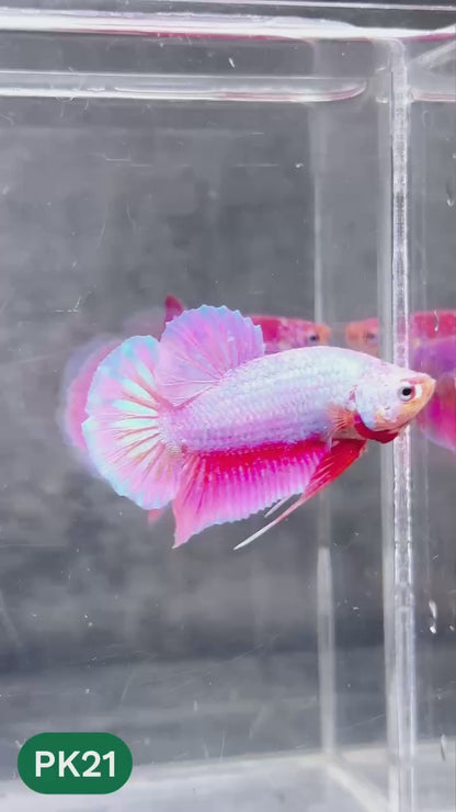 Pink Plakat Male Betta Fish | You Pick Fish | Rare Color