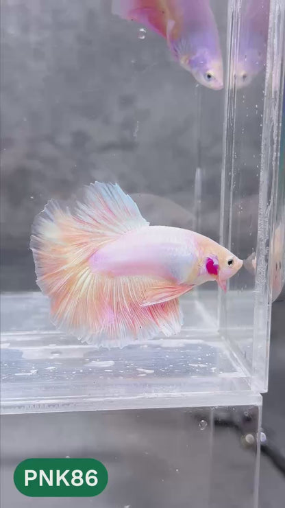 Pink Halfmoon Male Betta Fish | You Pick Fish | Order Directly From Farm
