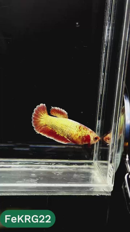 Koi Red Gold Female Betta Fish | You Pick Fish | High Grade