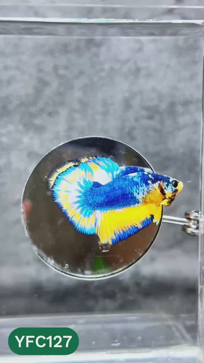 Yellow Fancy Male Betta Fish | Order Directly From Farm | You Pick Fish