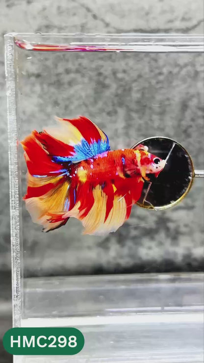 Multicolor Halfmoon Male Betta Fish | High Grade | Order Directly From Farm |  You Pick Fish |