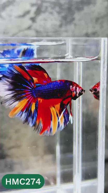 Multicolor Halfmoon Male Betta Fish | High Grade | Order Directly From Farm |  You Pick Fish |