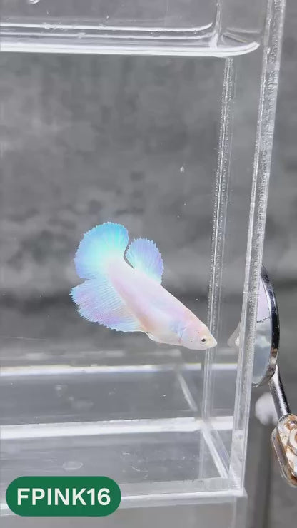 Pink Sakura Halfmoon Female Betta Fish | You Pick Fish